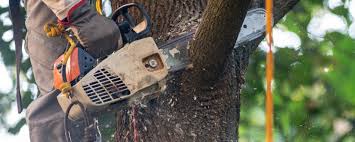 Best Leaf Removal  in Cerritos, CA