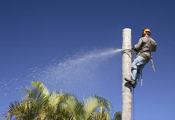 Best Aeration Services  in Cerritos, CA