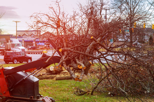 Professional Tree Care in Cerritos, CA