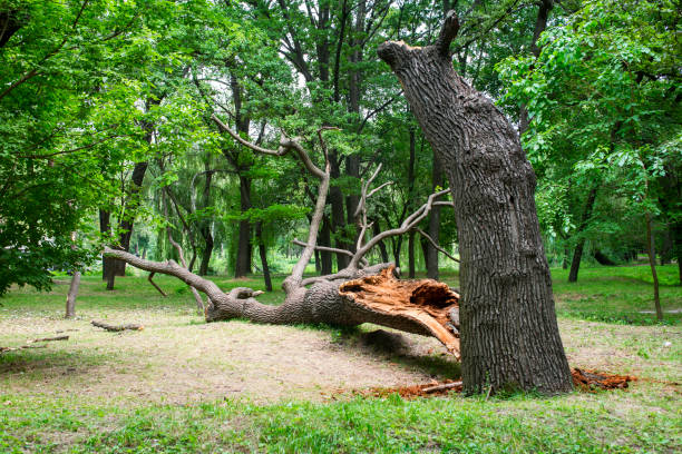 Lawn Pest Prevention in Cerritos, CA
