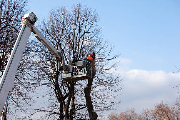 How Our Tree Care Process Works  in  Cerritos, CA